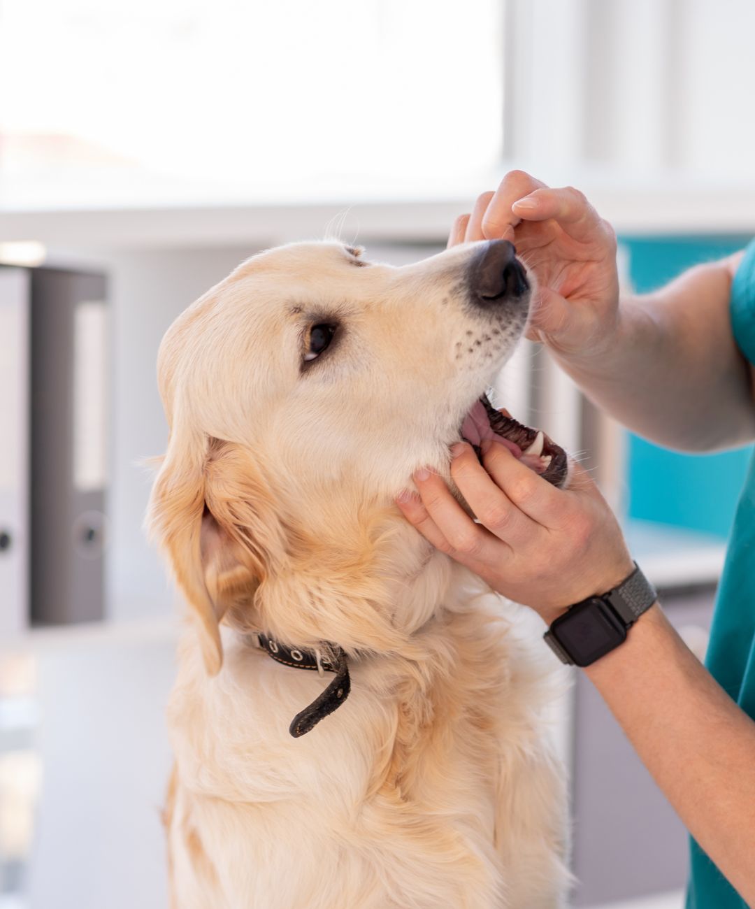 a vet checking teeth of a dog