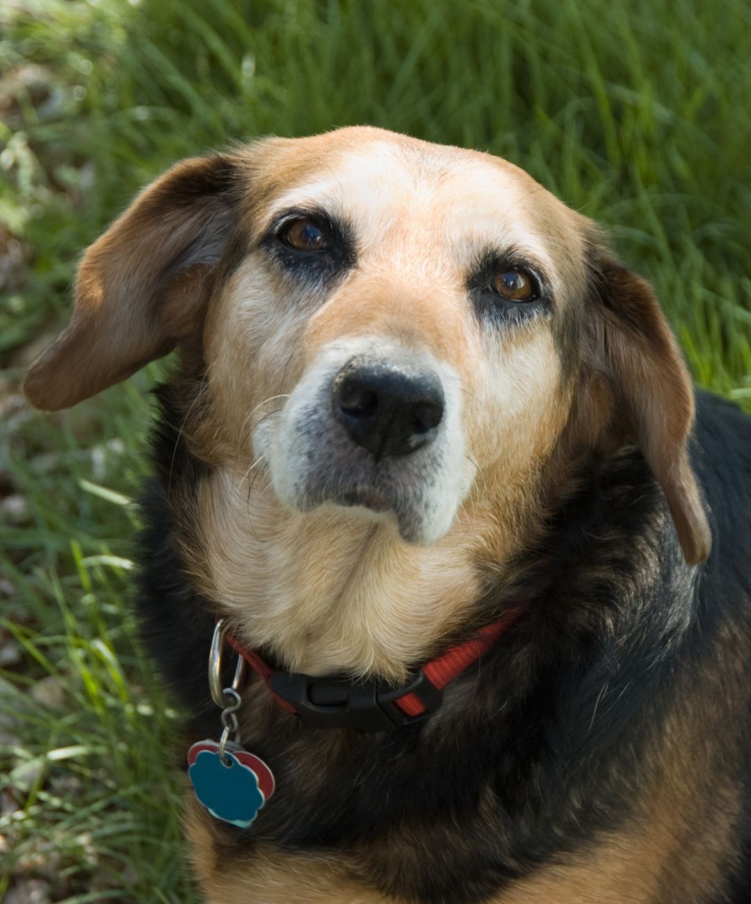 a close up of a dog lying in the grass