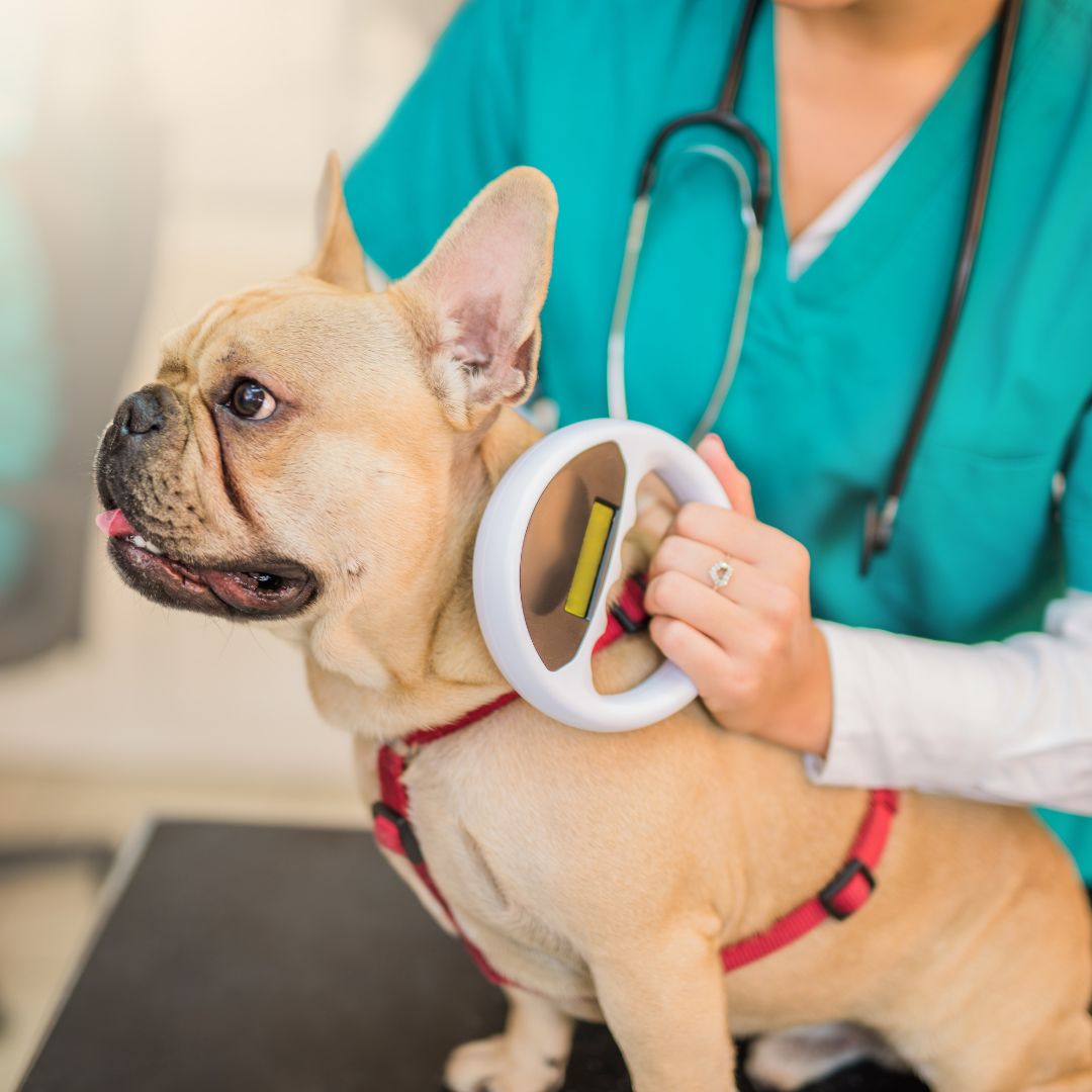 a dog is being examined by a vet