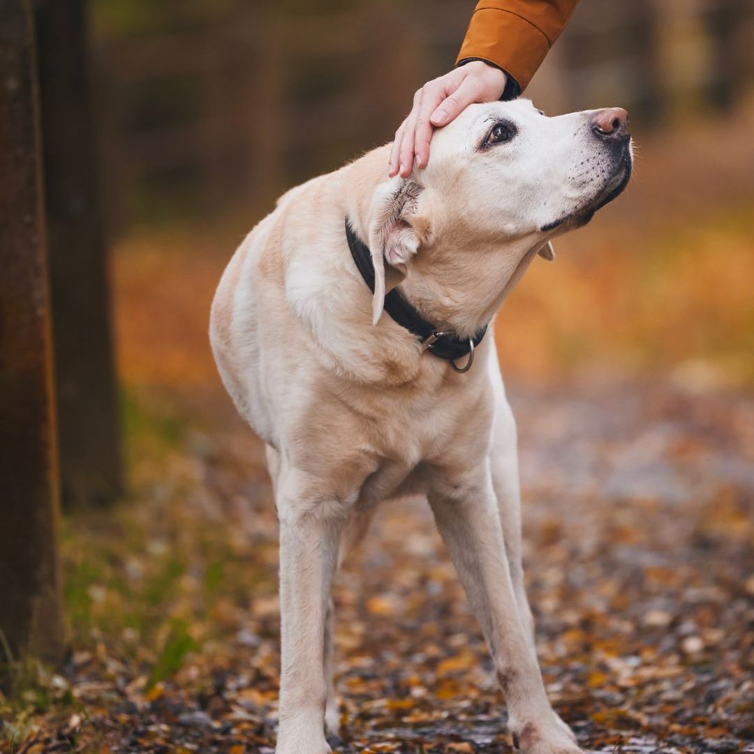 a person petting a dog in the woods