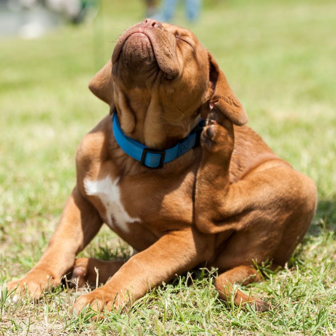 brown dog scratching itself