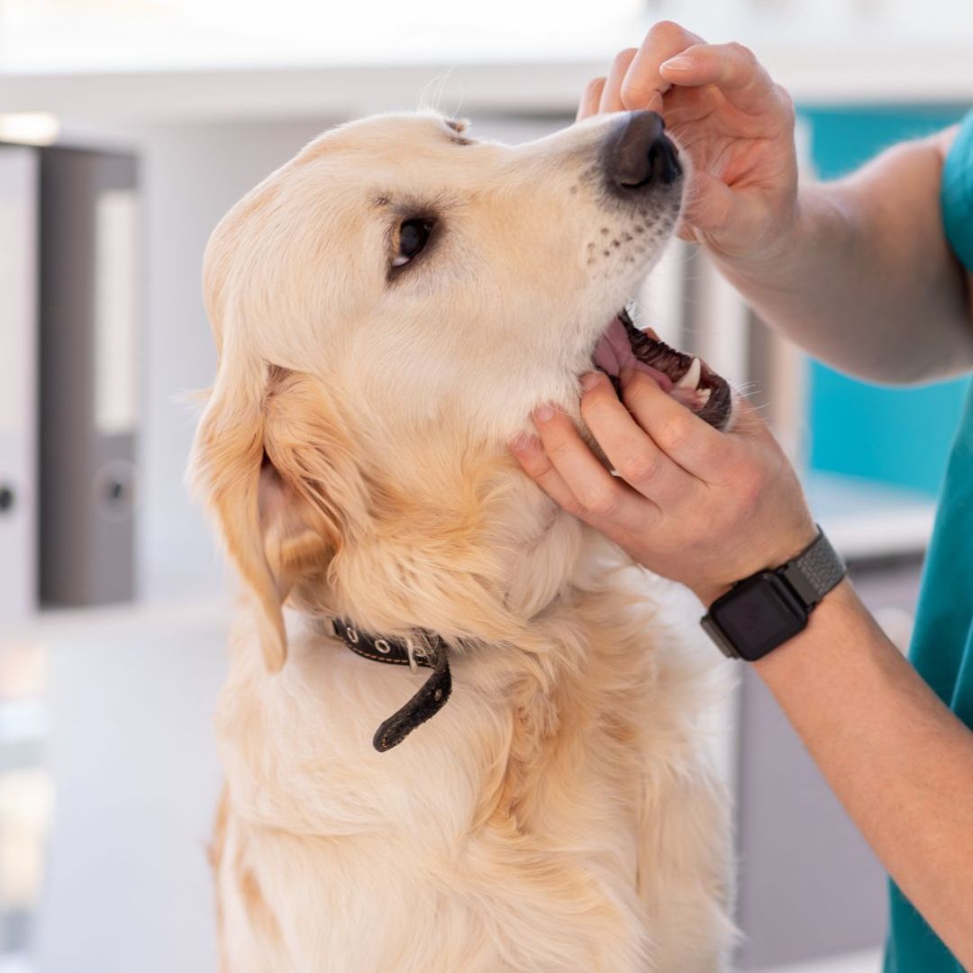 a vet checking teeth of a dog