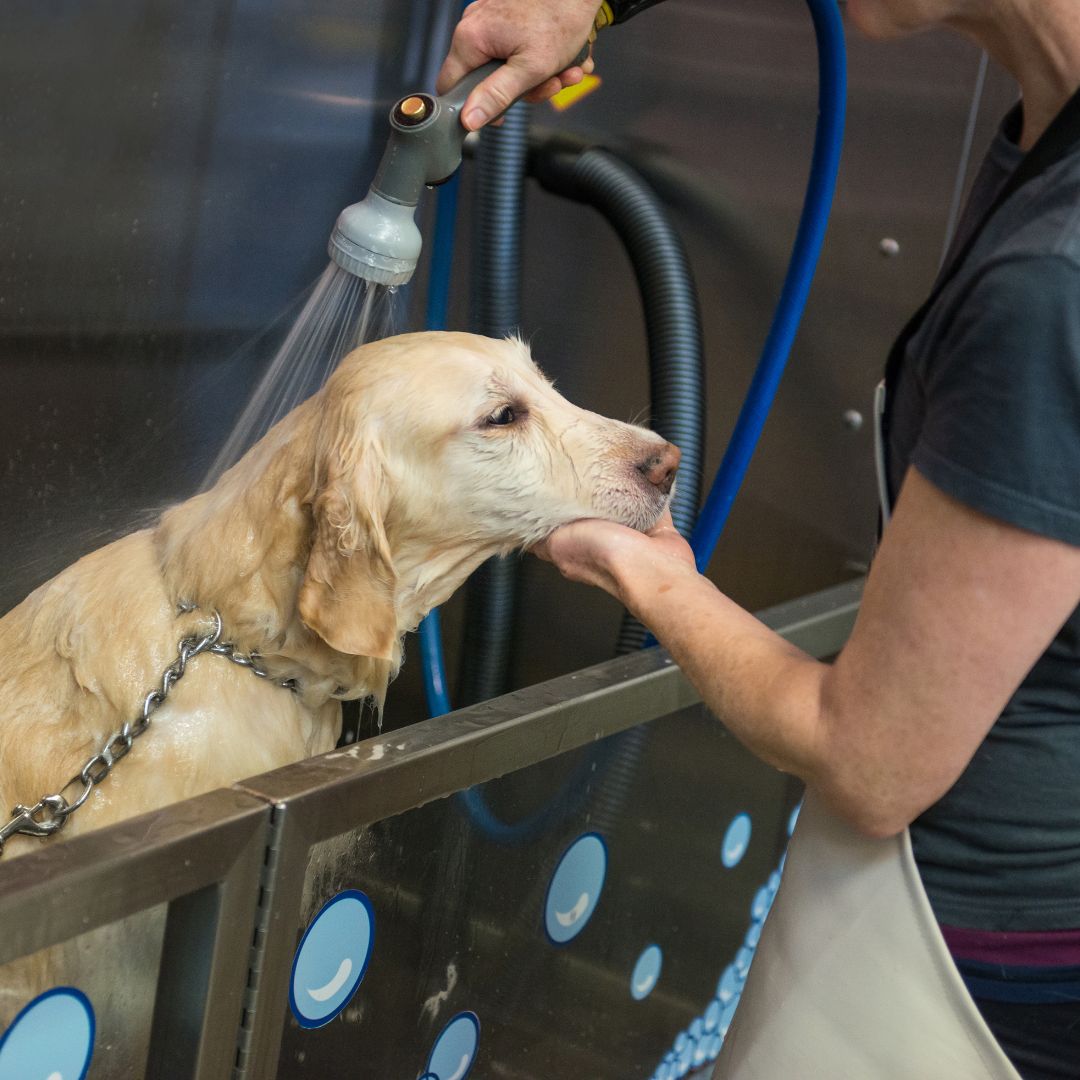 dog bathing