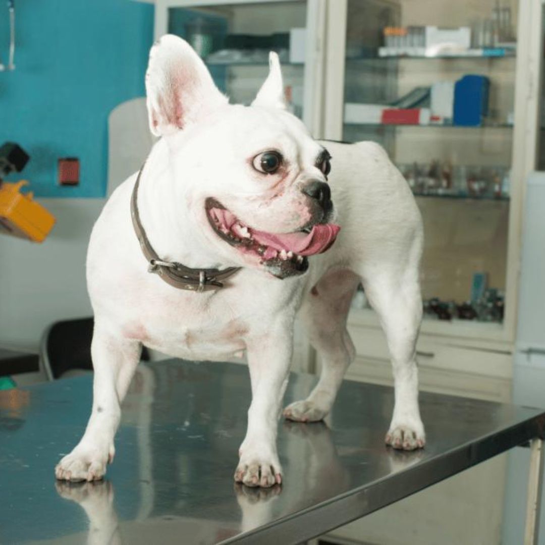 a small white dog standing on top of a table