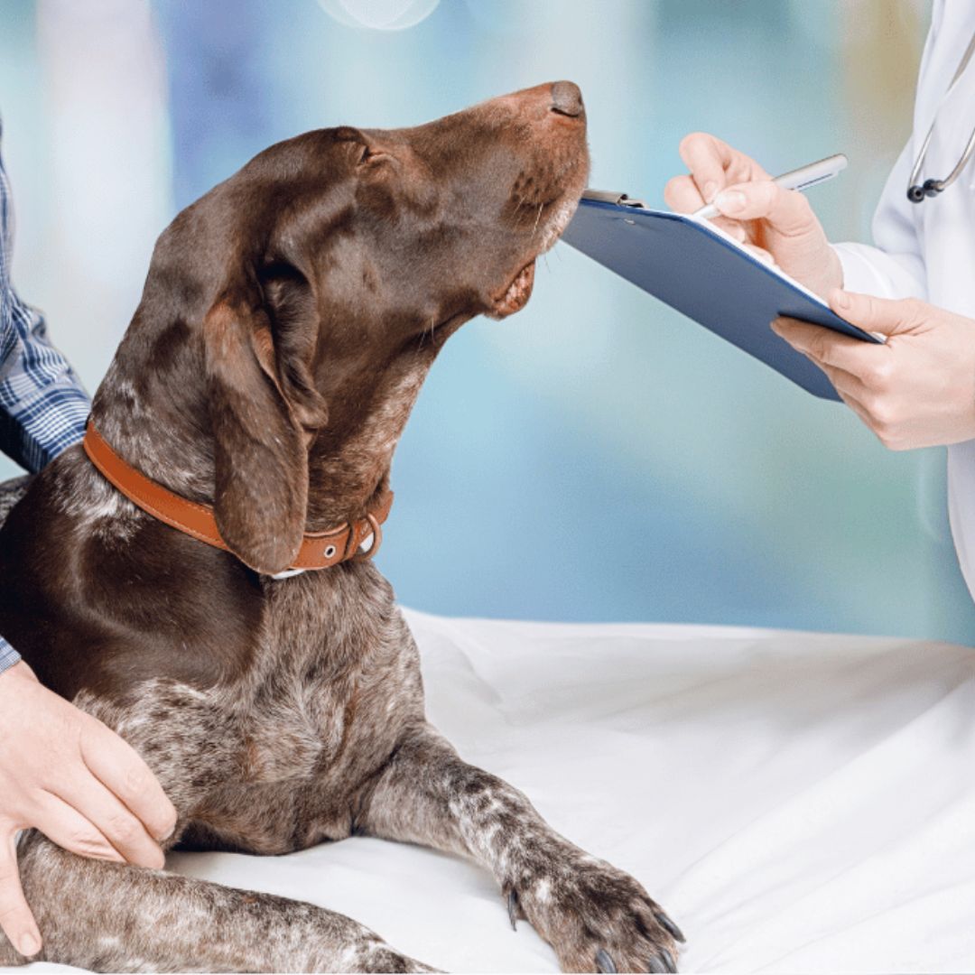 a dog is being examined by a vet