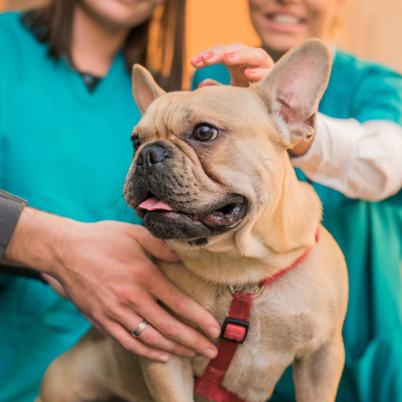 vet gently petting a dog