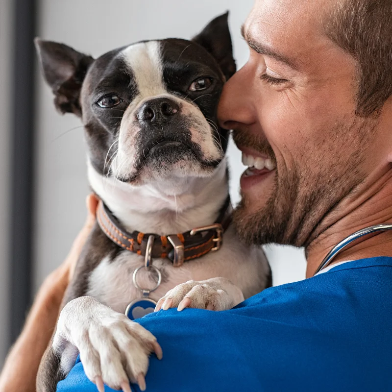 A veterinarian in blue scrubs smiles while holding a small Boston Terrier close to their face.